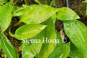 Hosta 'Elsey Runner'