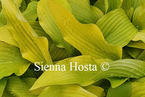 Hosta 'Golden Oriole'