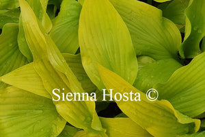 Hosta 'Golden Oriole'