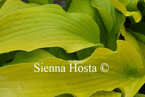 Hosta 'Golden Oriole'