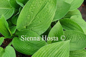 Hosta 'Glitter'