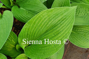 Hosta 'Glitter'