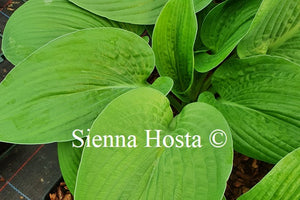 Hosta 'Glitter'