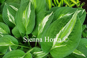 Hosta 'Snake Eyes'