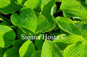 Hosta 'A Dash of Lemon'