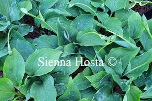 Hosta 'Rosemoor'