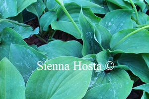 Hosta 'Rosemoor'