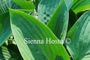 Hosta 'Tenryu'