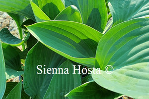 Hosta 'Tenryu'