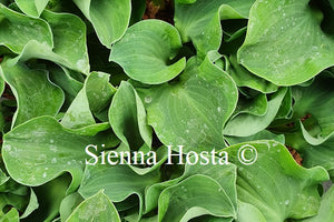 Hosta 'Dancing Mouse'