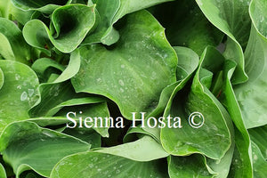 Hosta 'Dancing Mouse'