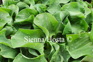Hosta 'Dancing Mouse'