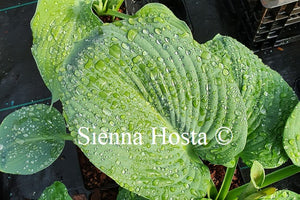 Hosta 'Blackjack'