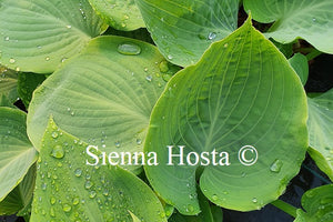 Hosta 'Bedford Blue'