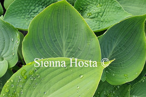 Hosta 'Bedford Blue'