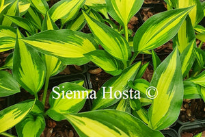Hosta 'Surprised by Joy'