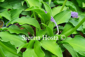 Hosta 'Surfer Girl'