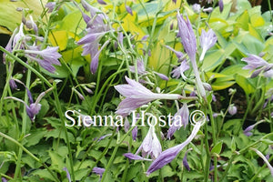 Hosta 'Surfer Girl'