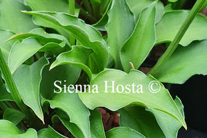 Hosta 'Surfer Girl'