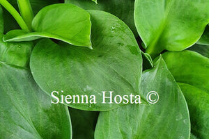 Hosta 'Monster Ears'