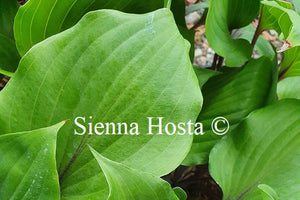 Hosta 'Sugar Plum'