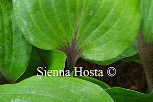 Hosta 'Sugar Plum'