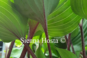 Hosta 'Sugar Plum'