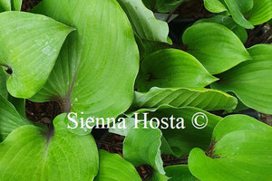 Hosta 'Sugar Plum'