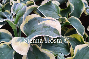 Hosta 'Mouse Capades'