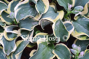 Hosta 'Mouse Capades'