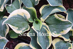 Hosta 'Mouse Capades'