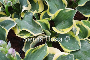 Hosta 'Mouse Capades'