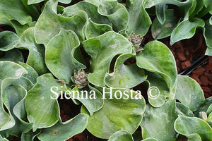 Hosta 'Flamenco Mouse'