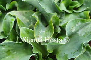Hosta 'Flamenco Mouse'