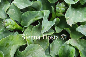 Hosta 'Flamenco Mouse'