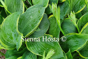 Hosta 'Snow Bunting'