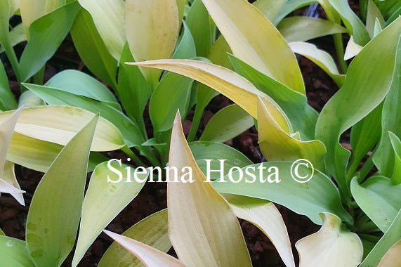 Hosta 'Strawberry Parfait'