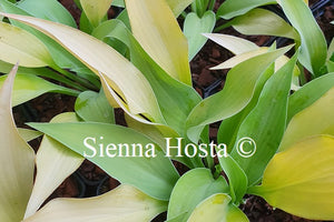 Hosta 'Strawberry Parfait'