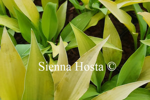 Hosta 'Strawberry Parfait'