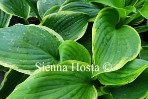 Hosta 'Goldbrook Glamour'