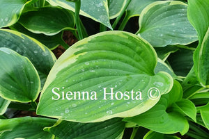 Hosta 'Goldbrook Glamour'