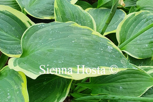 Hosta 'Goldbrook Glamour'