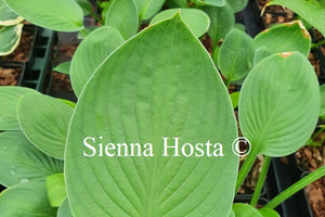 Hosta 'Let Me Entertain You'