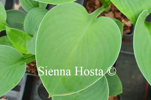 Hosta 'Let Me Entertain You'