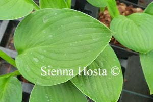 Hosta 'Let Me Entertain You'