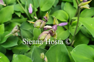 Hosta 'Amethyst Gem'