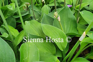 Hosta 'Amethyst Gem'