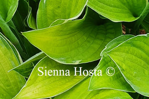 Hosta Hasta Manana