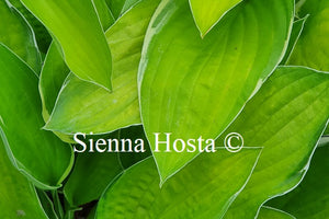 Hosta Hasta Manana