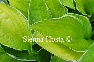 Hosta Hasta Manana